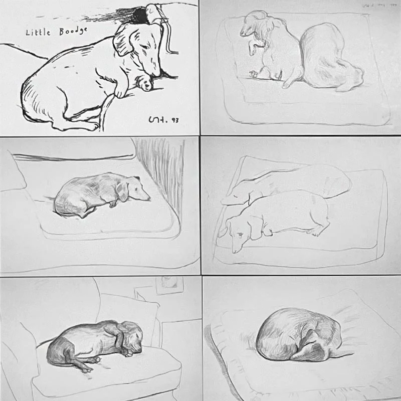 David Hockney Dachshund Drawings Postcard Collection ( 20 cards) - Image 5